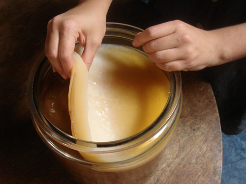 Kombucha Scoby
